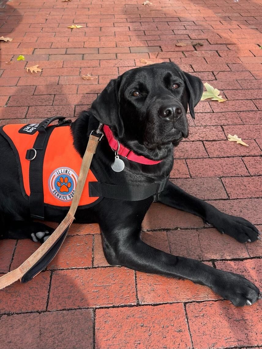 12132024-photo-illini-service-dogs1.jpg